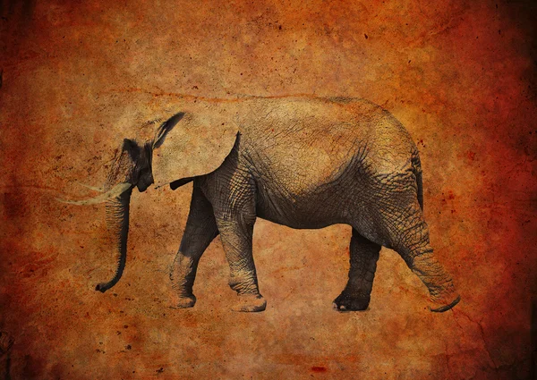 Elephant on a grungy vintage background — Stock Photo, Image
