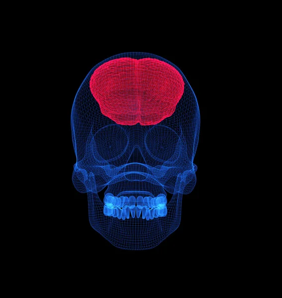 Cérebro humano com visão de raio-x do crânio — Fotografia de Stock