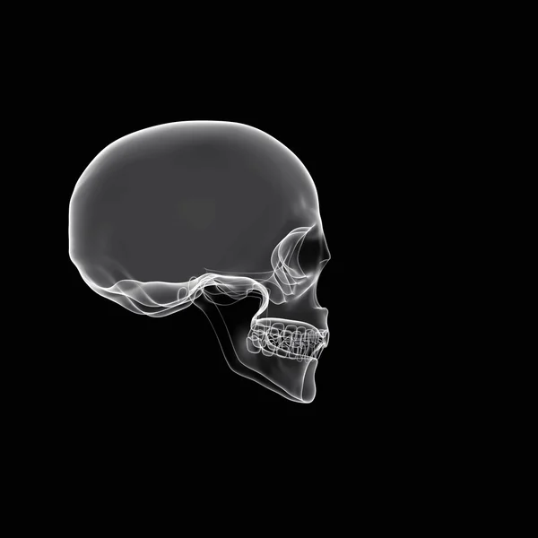 Ludzkiej czaszki — Zdjęcie stockowe