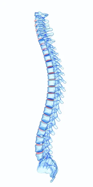 X-ray lidské páteře — Stock fotografie