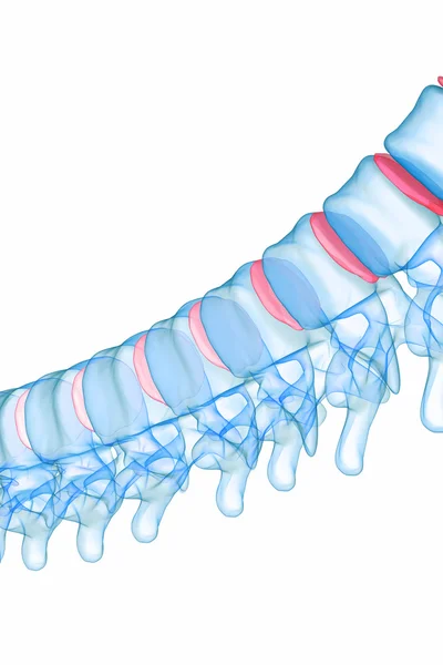 Espina dorsal humana de rayos X — Foto de Stock