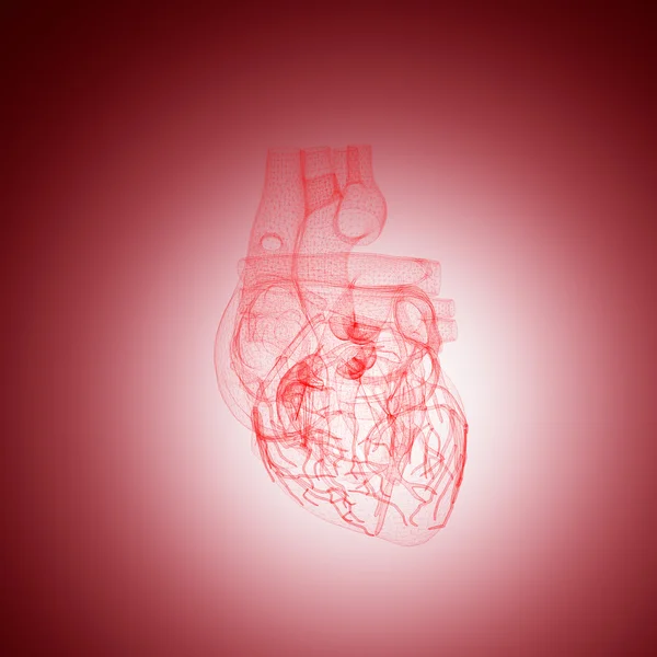 Draht zur Anatomie des menschlichen Herzens — Stockfoto