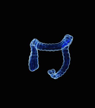 insan sindirim sistemi. iki nokta
