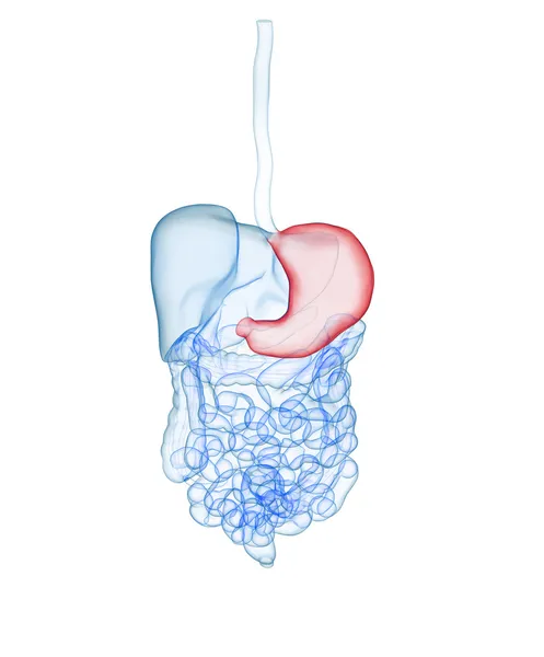 Sistema digestivo humano. Estômago — Fotografia de Stock