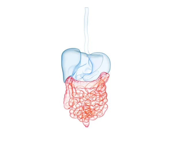 Human digestive System. Colon — Stock Photo, Image
