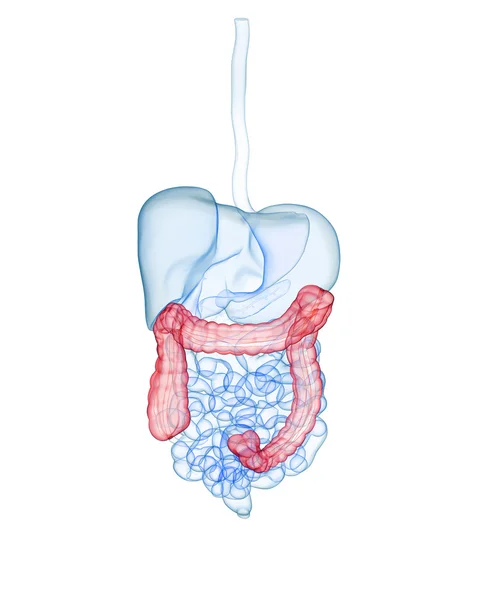 人类消化 system.colon — 图库照片