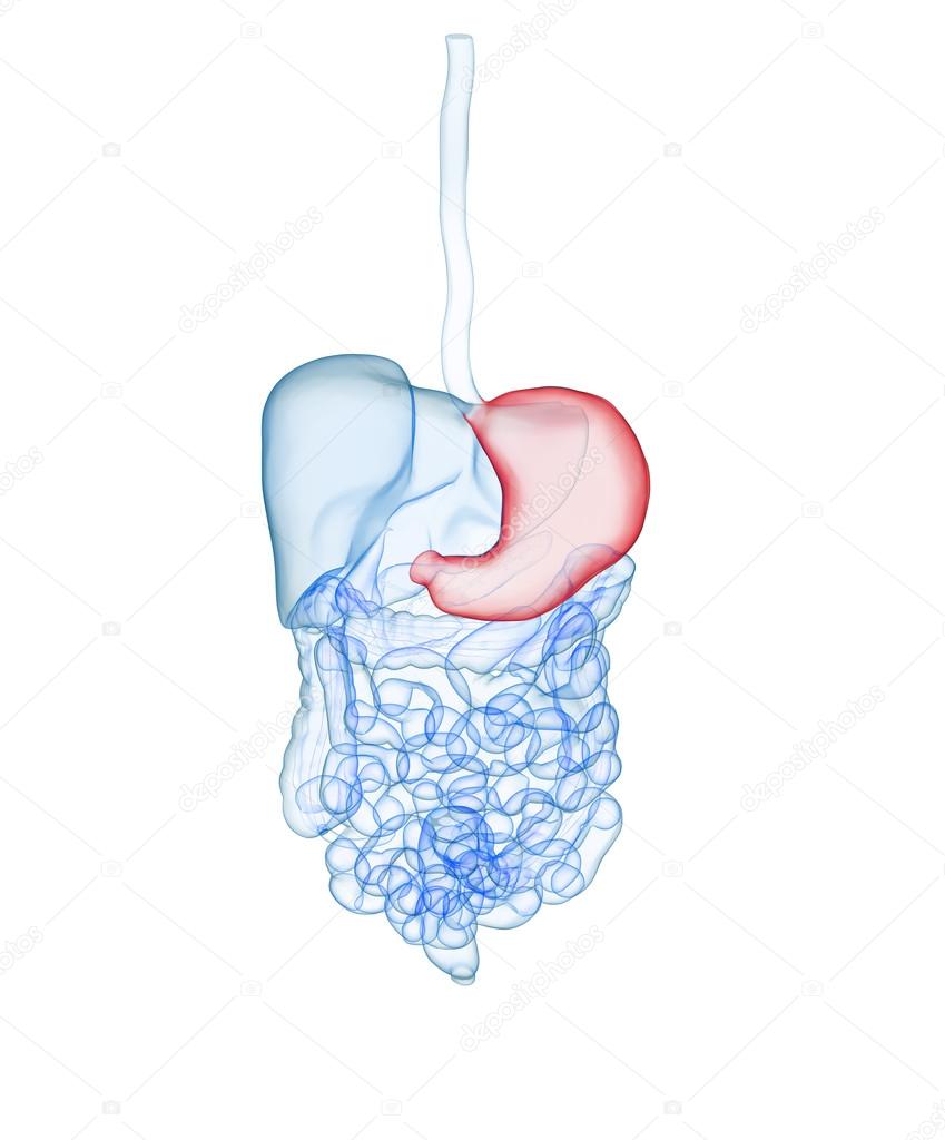 Human digestive System. Stomach