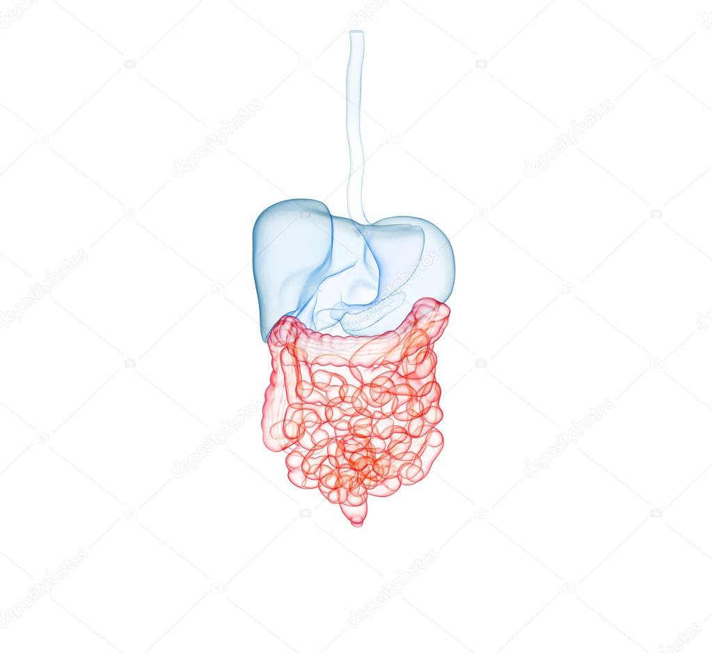 Human digestive System. Colon