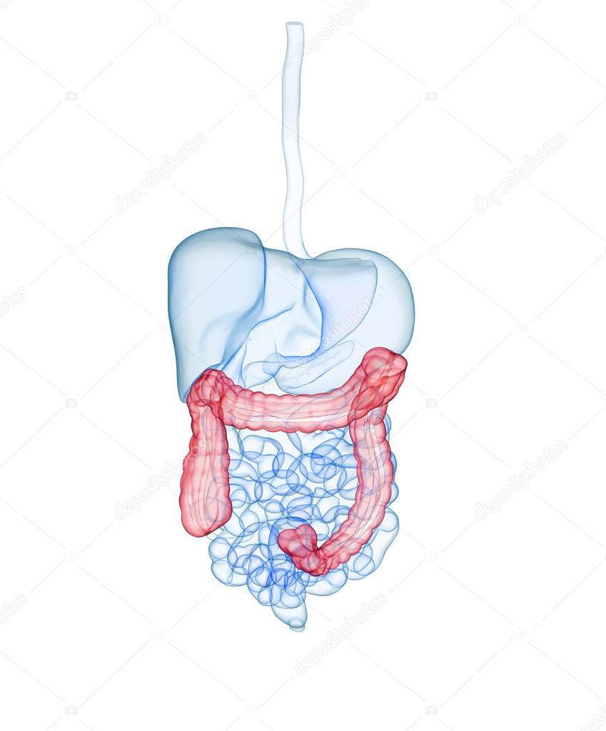 Human digestive System.Colon