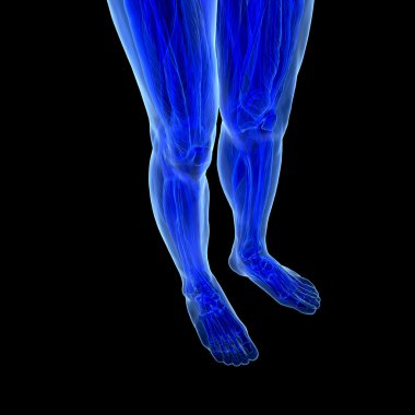 insan ayakları anatomisi