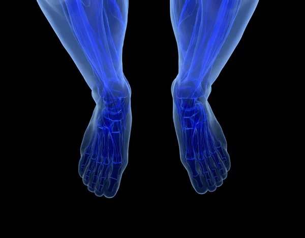 Ανατομία του ανθρώπου πόδια — Φωτογραφία Αρχείου