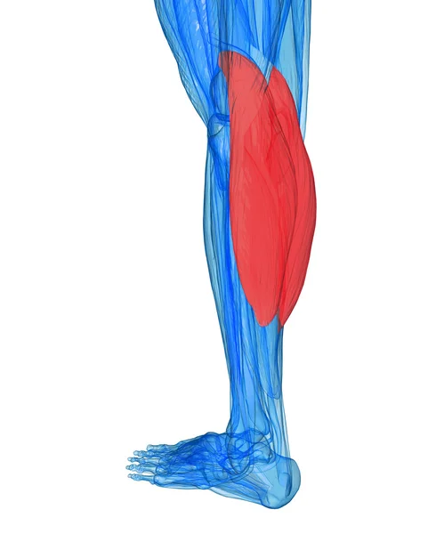 buzağı - anatomi kas