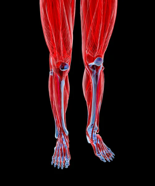 Anatomia das Pernas humanas — Fotografia de Stock