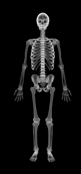 Emberi csontváz — Stock Fotó