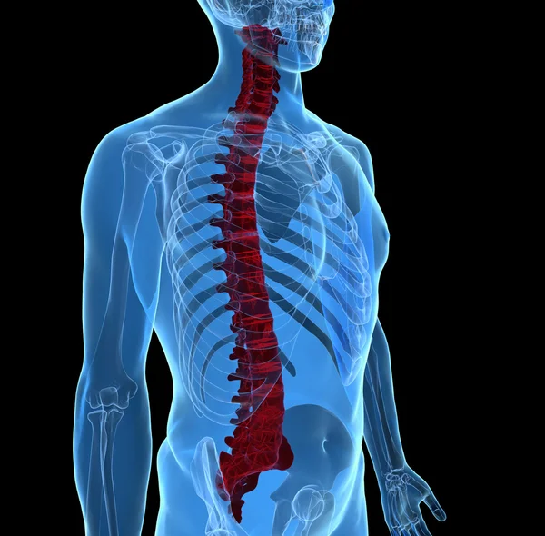 Human spine — Stock Photo, Image