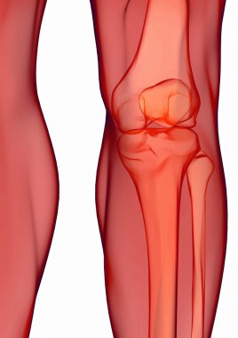 insan diz anatomisi