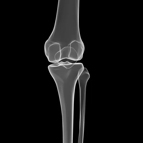 Anatomia człowieka kolana — Zdjęcie stockowe