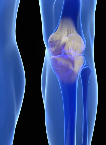 Anatomie lidského kolene — Stock fotografie