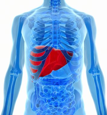 x-ray görüş içinde insan karaciğer anatomisi