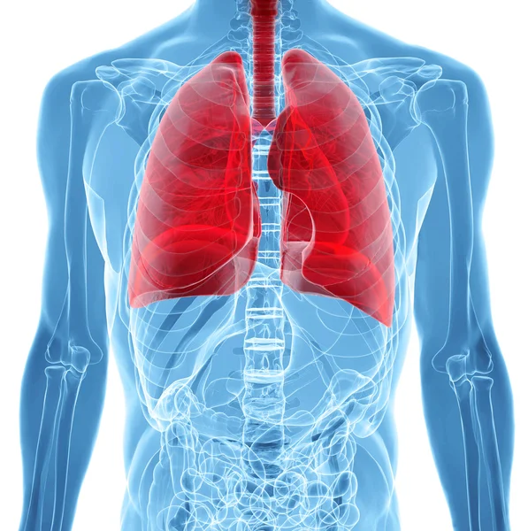 Anatomía de los pulmones humanos en vista de rayos X — Foto de Stock