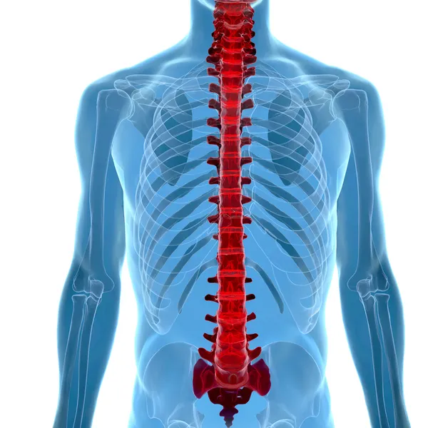 X-ışını görünümünde insan omurga anatomisi — Stok fotoğraf