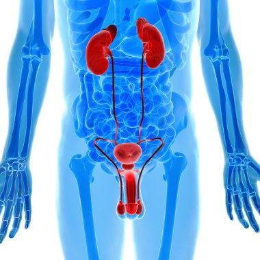 x-ray görüş insan ürogenital organların anatomisi