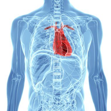 insan kalp anatomisi