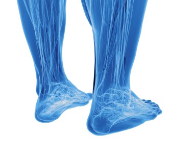 insan ayakları anatomisi