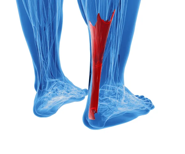 Achilles tendon with lower leg muscles — Stock Photo, Image