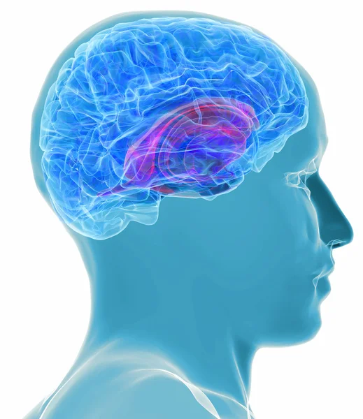 Human brain — Stock Photo, Image