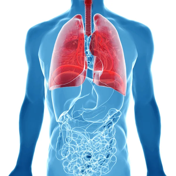 Emberi tüdő röntgen nézetben anatómiája — Stock Fotó