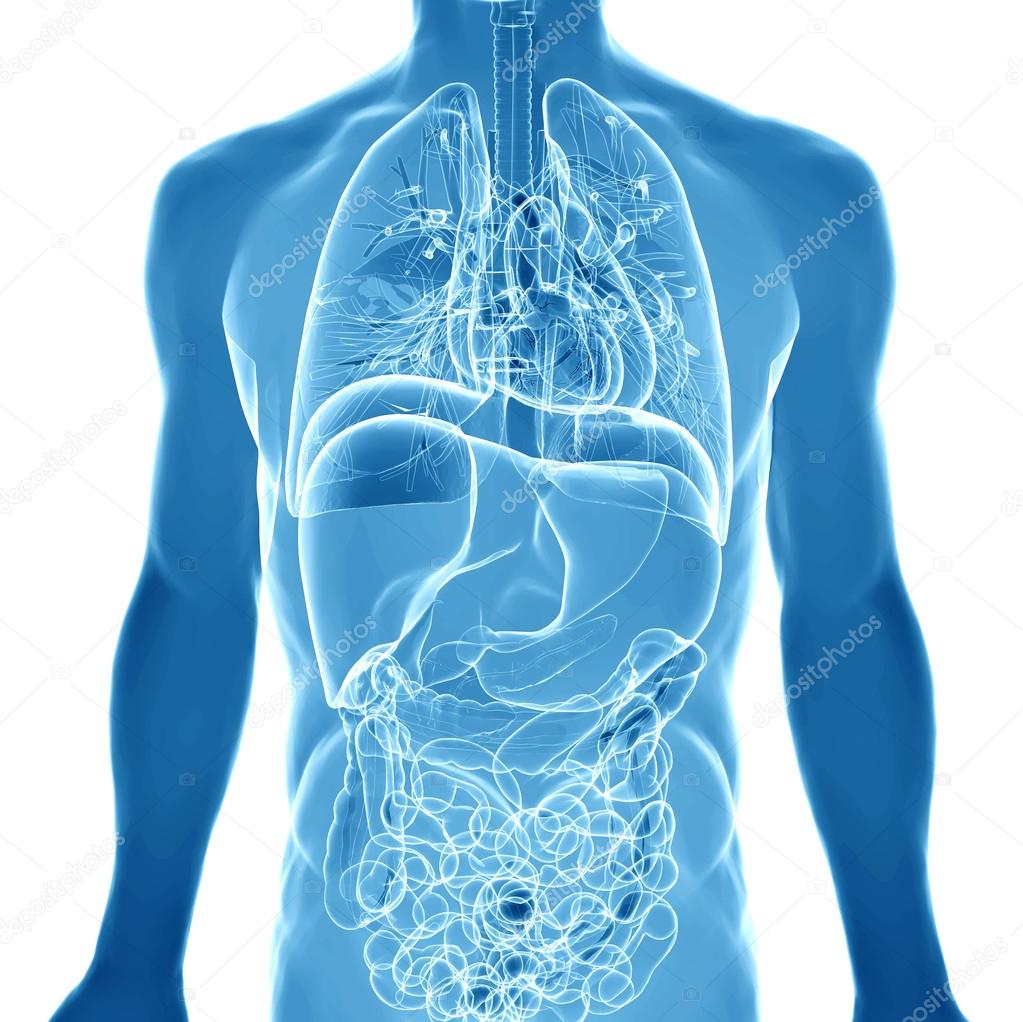 3d  medical illustration of the human anatomy 