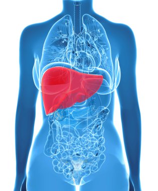  x-ray görüş içinde insan karaciğer anatomisi