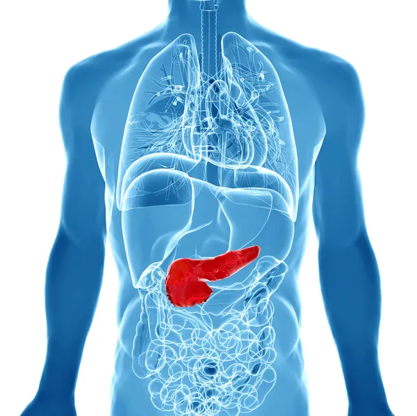 Illustrazione resa 3d del pancreas maschile — Foto Stock