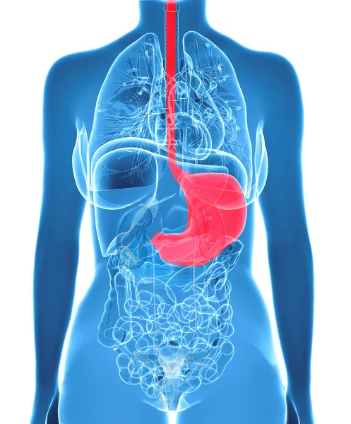 強調表示された胃を持つ女性の腹部器官 — ストック写真