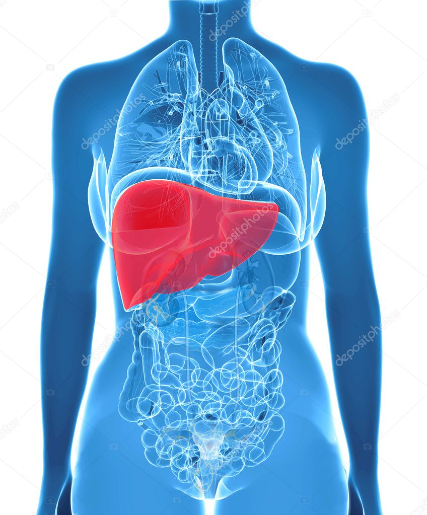  anatomy of human liver in x-ray view