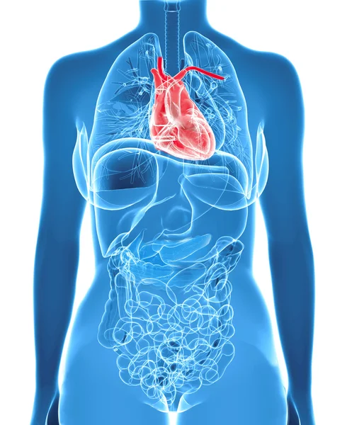 Anatomia feminina com coração destacado — Fotografia de Stock