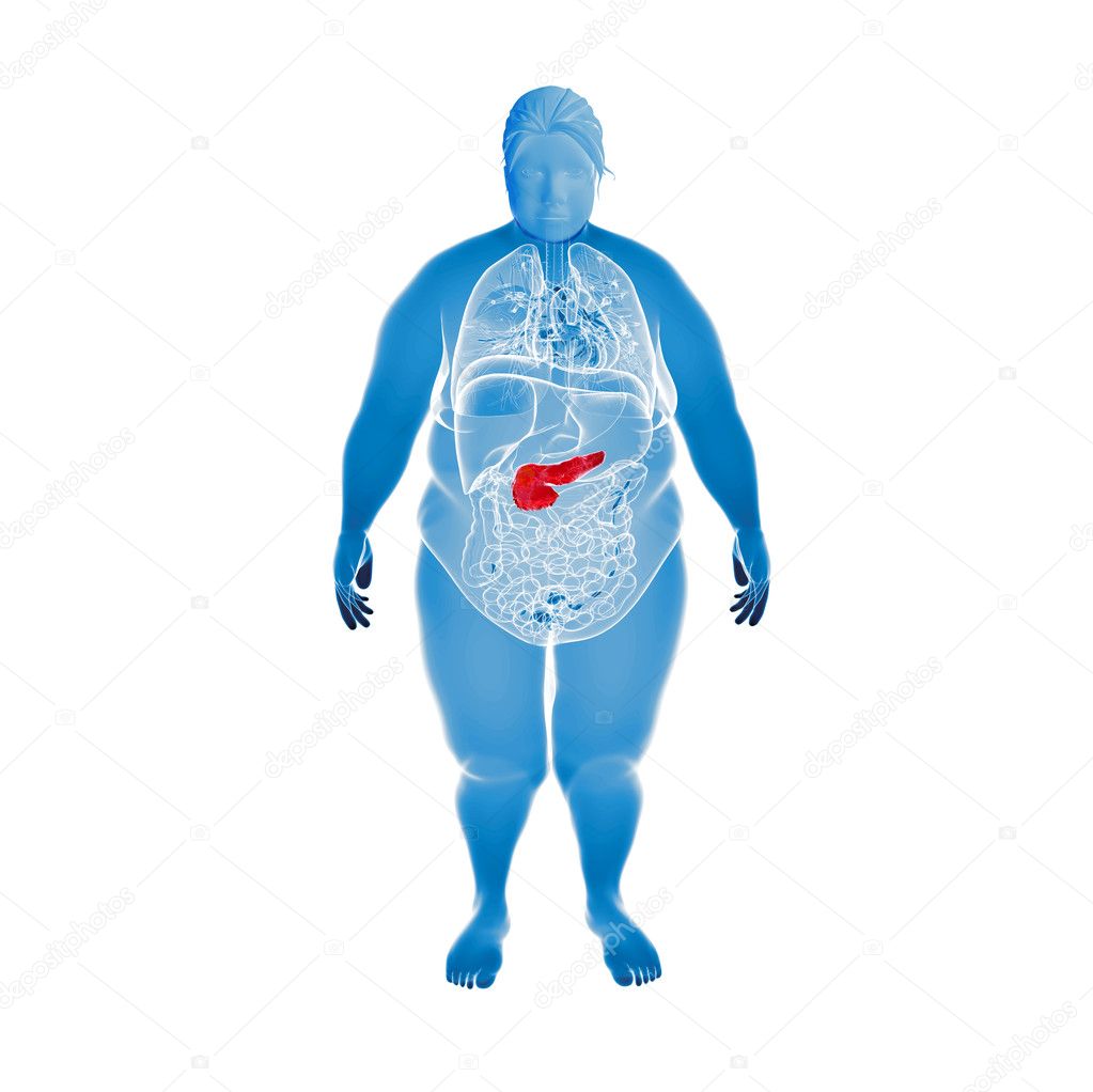 3d rendered illustration of the overweight female pancreas