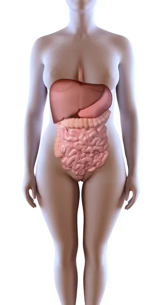 Female digestive System — Stock Photo, Image