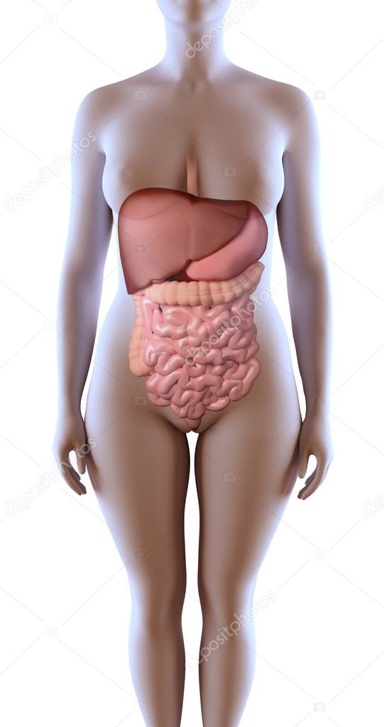 Female digestive System
