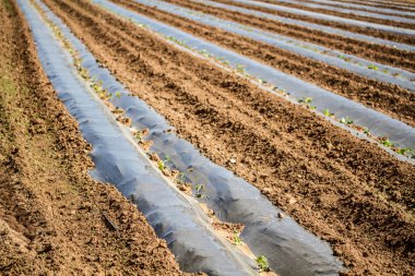 bir alanda genç bitkiler