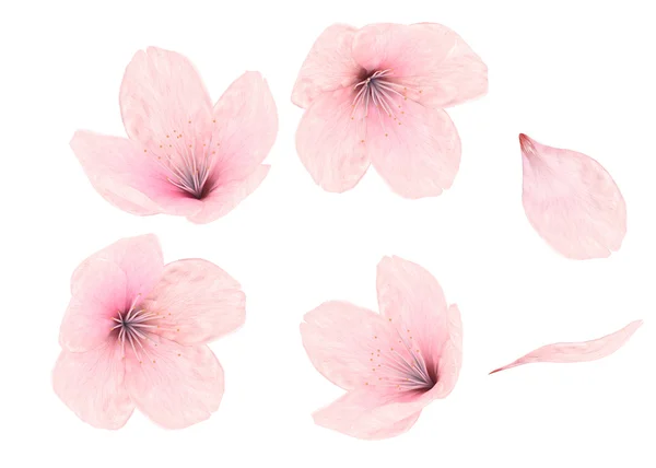 Flor rosa e pétalas sobre fundo branco — Fotografia de Stock