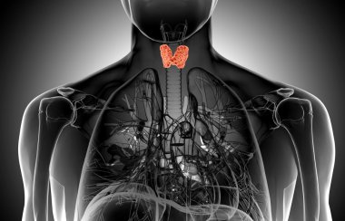 x-ray  illustration of the male thyroid gland  clipart