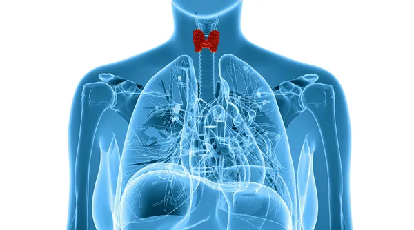 女性の甲状腺の x 線図 ロイヤリティフリーのストック写真