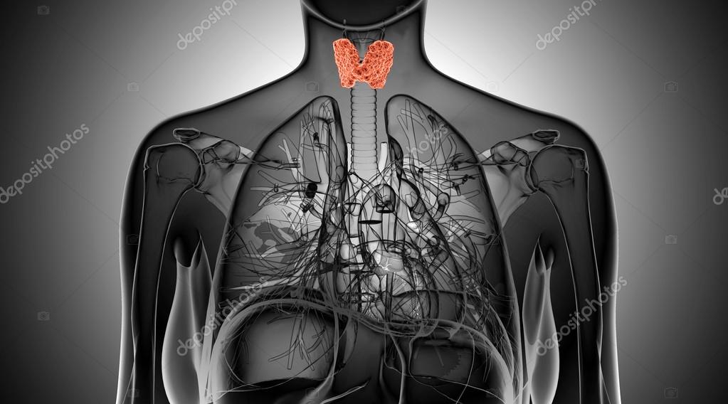 Xray illustration of the female thyroid gland — Stock Photo © ingridat