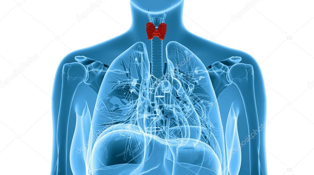 x-ray  illustration of the female thyroid gland