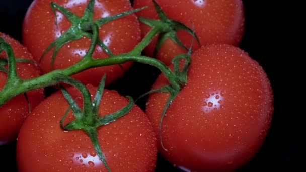 Närbild av ett gäng färska tomater med en grön stam och droppar vatten. — Stockvideo
