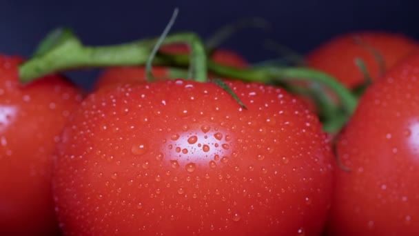 Macro de gotas de agua en una rama de tomates rojos maduros. — Vídeo de stock