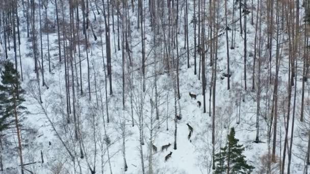 Eine Herde wilder Marale in ihrem natürlichen Lebensraum. Luftaufnahme der Fauna des sibirischen Winterwaldes. — Stockvideo