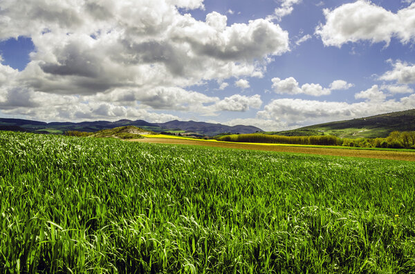 Сельское хозяйство
